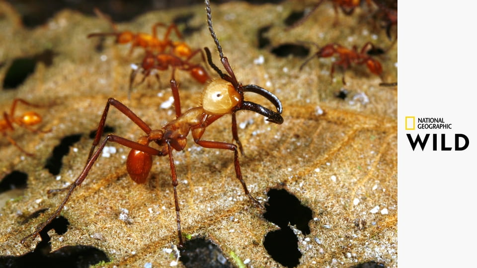 Необычная природа экватора S1E5 - Тайные обитатели Анд