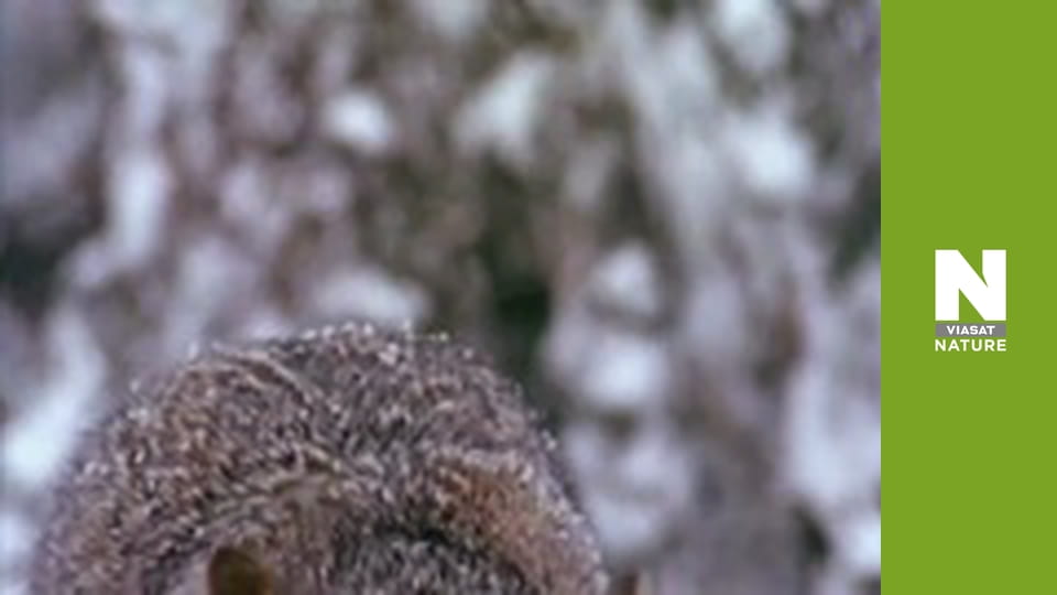 Wildest Latin America - Amazon