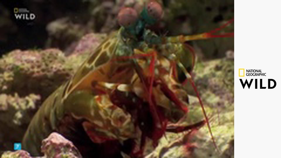 Jedinečná zvířata - výběr S1E3 - Lvi a strašci