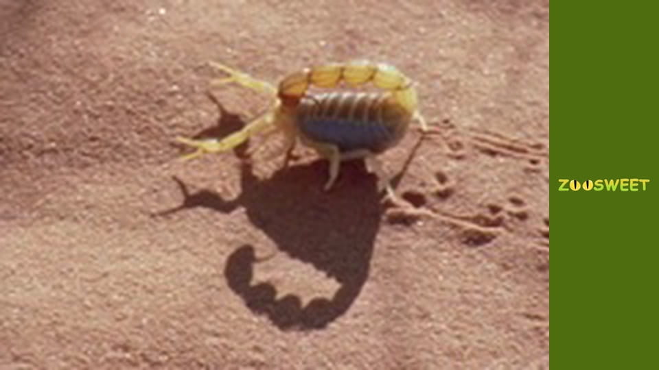 Світ дикої природи - серія 9