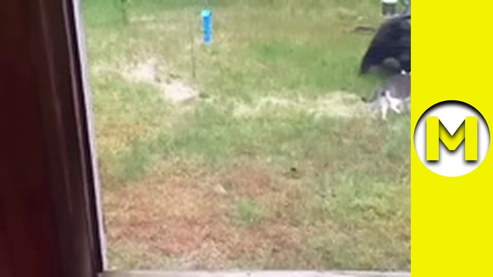 TOP (Max TV) - сезон 3 - серия 38