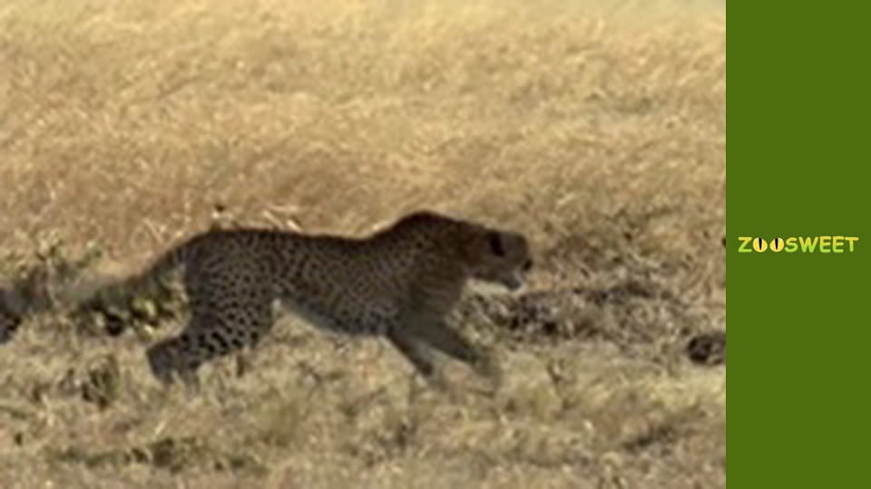 Wild Animals - episode 2