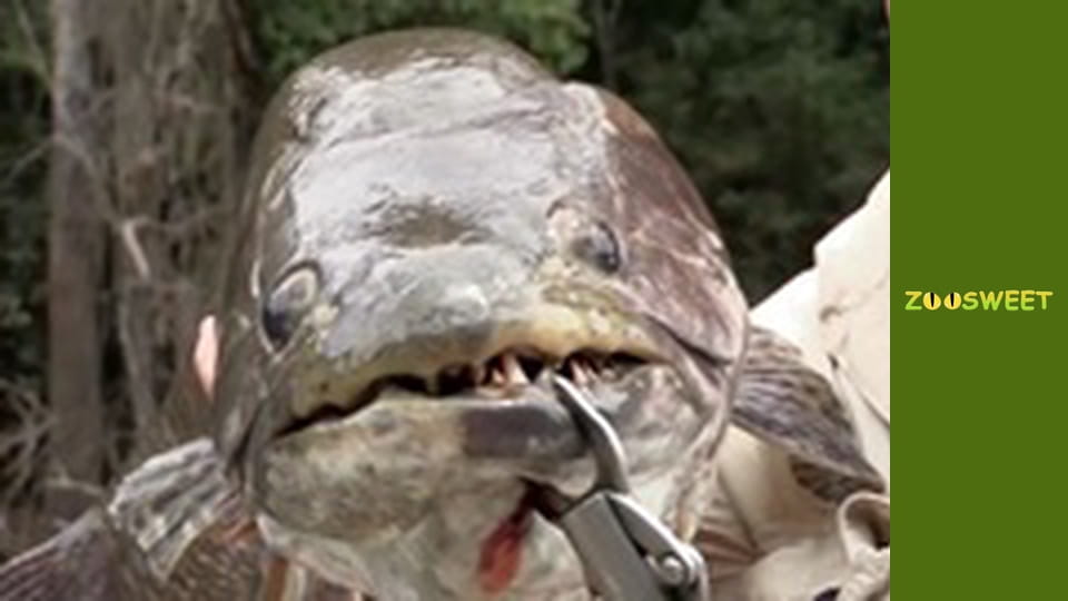 Рибальська експедиція в Амазонії Сезон 1 Епізод 3