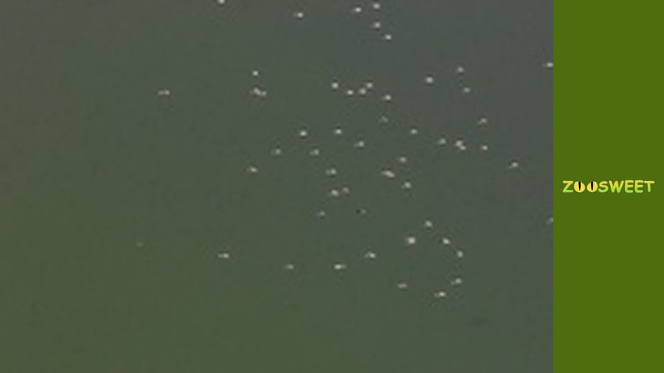 Мир дикой природы - серия 10