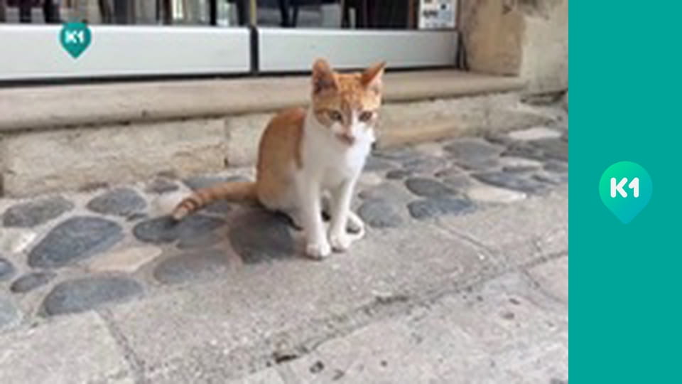 "Покутні. Разом по світу".