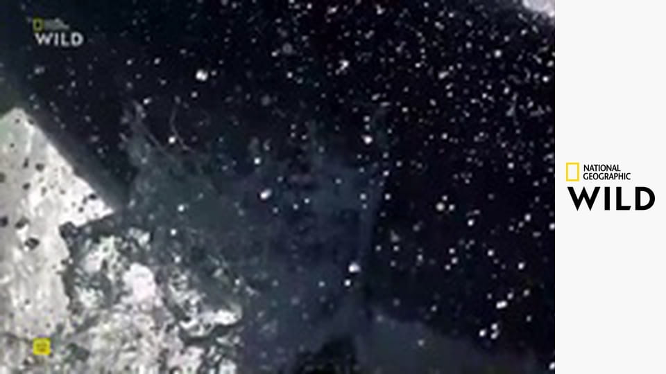 Žralok versus predátor