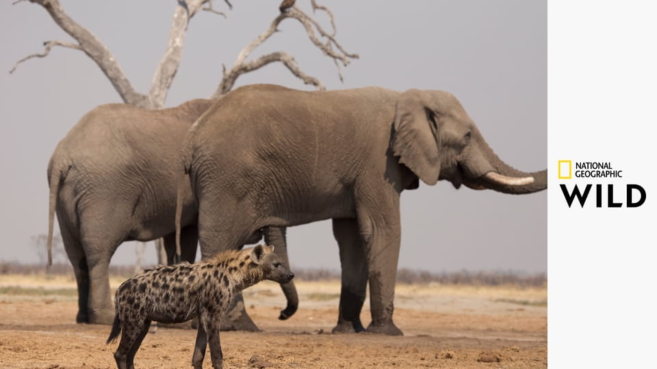 Дикое королевство S1E4 - Мать львов