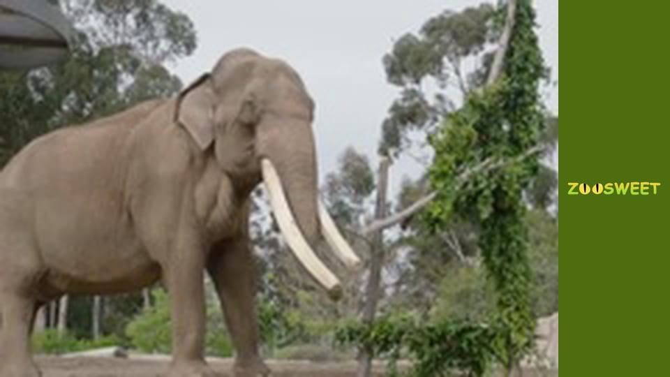 Дикий світ Сан-Дієго - серія 12