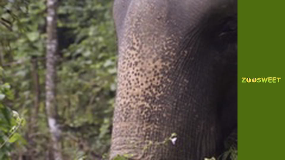 Світ дикої природи - серія 6