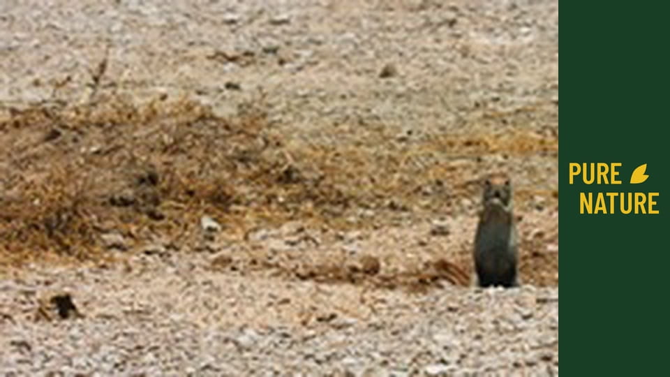 African wildlife: Cute Meerkats and Squirrels