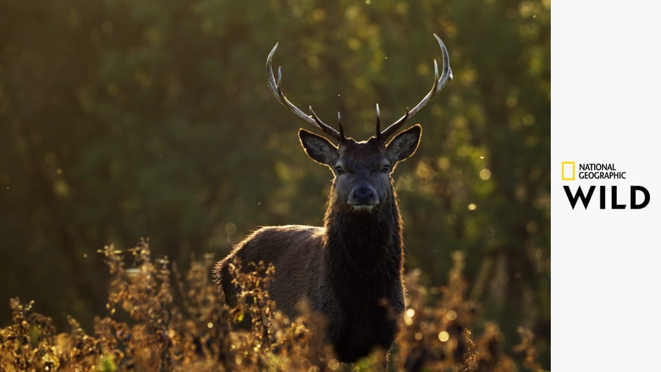 Аутсайдеры S1E3 - Соблазнительные твари