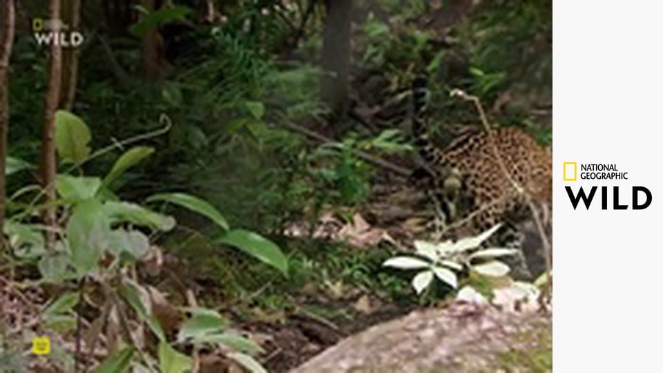 Jaguár: Ikona guyanské džungle