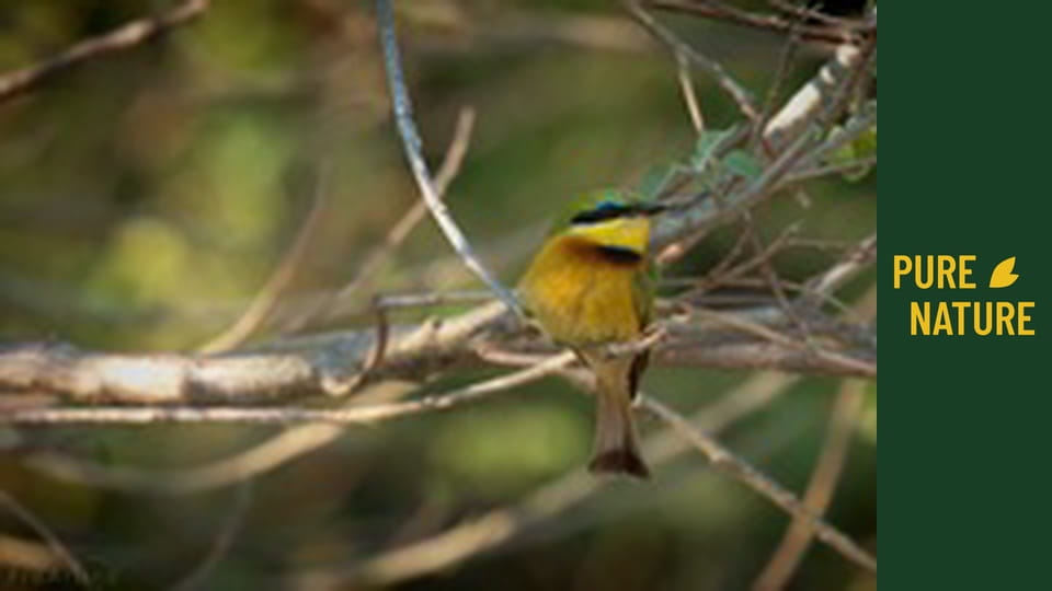 Amazing African birds - part 3