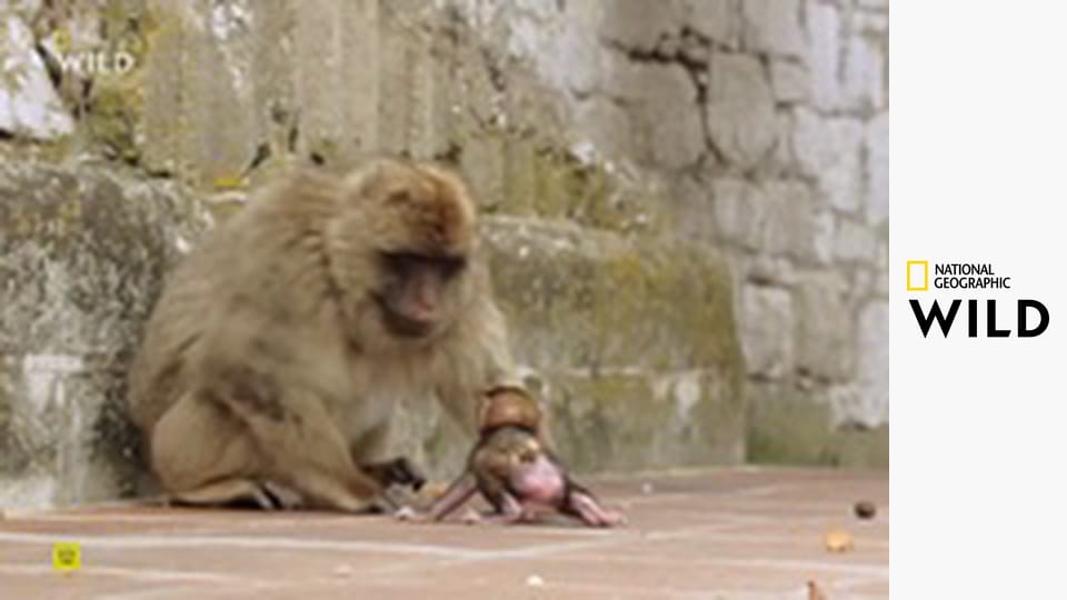 Tajemná krása Evropy S1E2 - Pyreneje