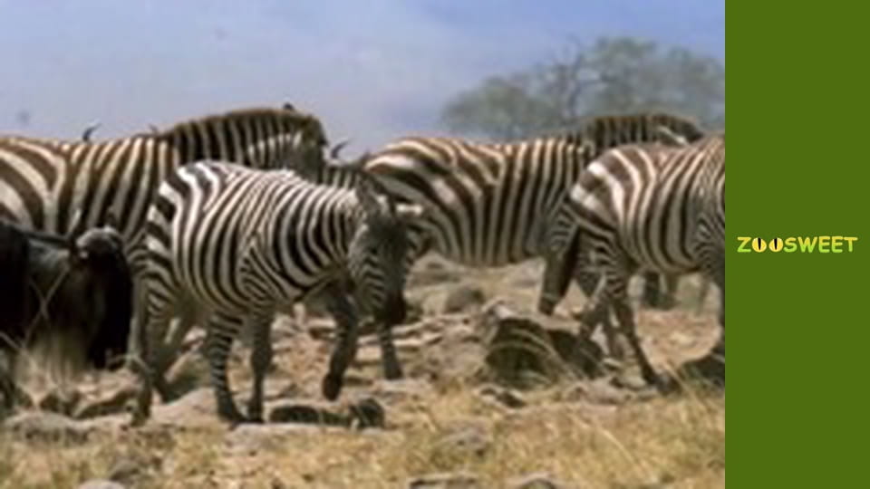 Дикі тварини - серія 11