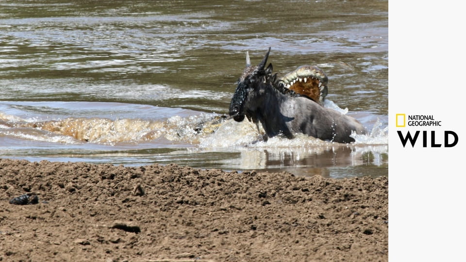 Крокодиловые войны: Грумети против Мары