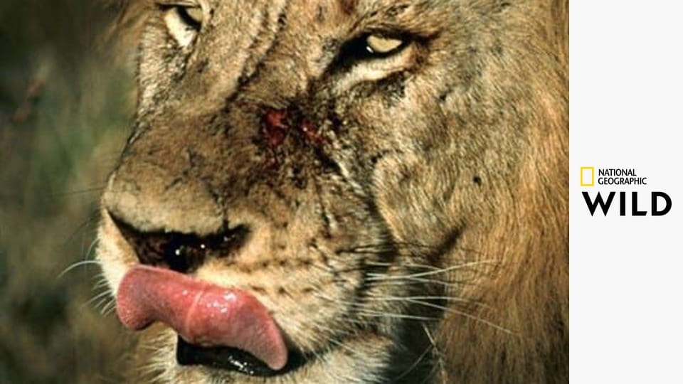 Созданные убивать S4E1 - Львы