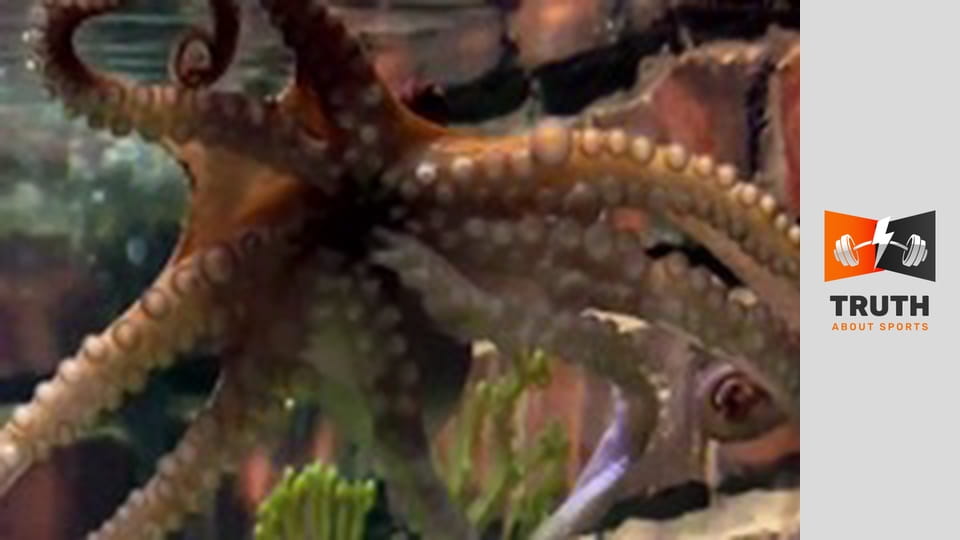 The 2016 European Championships