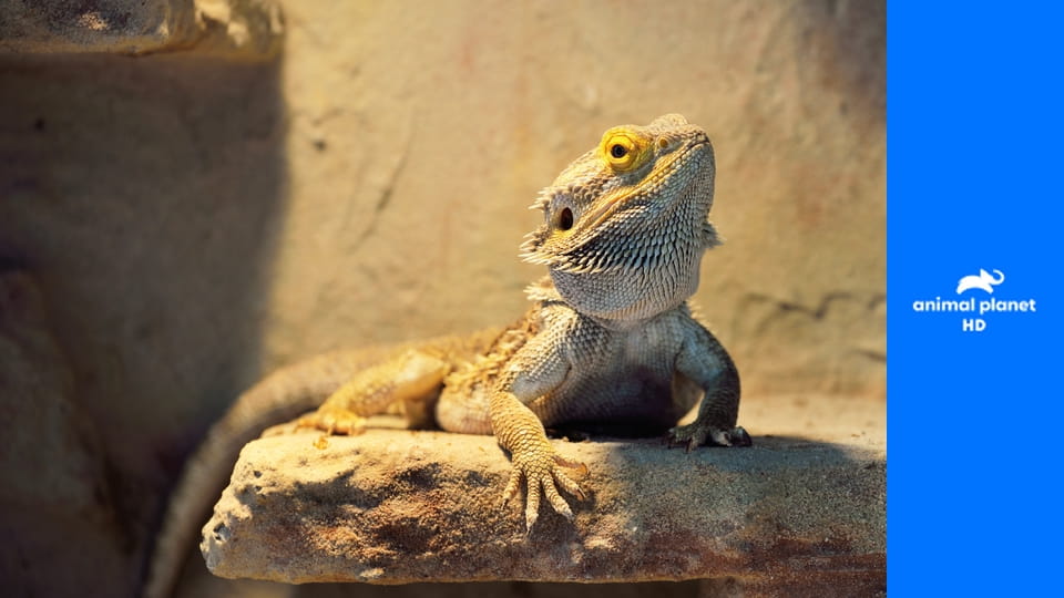 Дома для животных S2E3 - Дом диких кошек