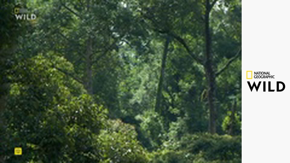 Tajemství rovníkové divočiny S1E2 - Borneo a Sumatra