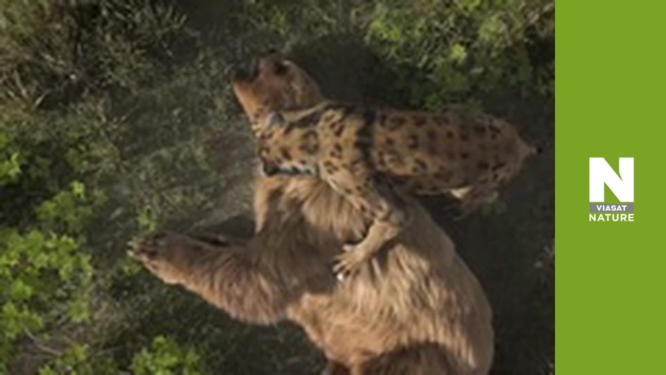 У пошуках загублених звірів - Таємниці шаблезубого тигра