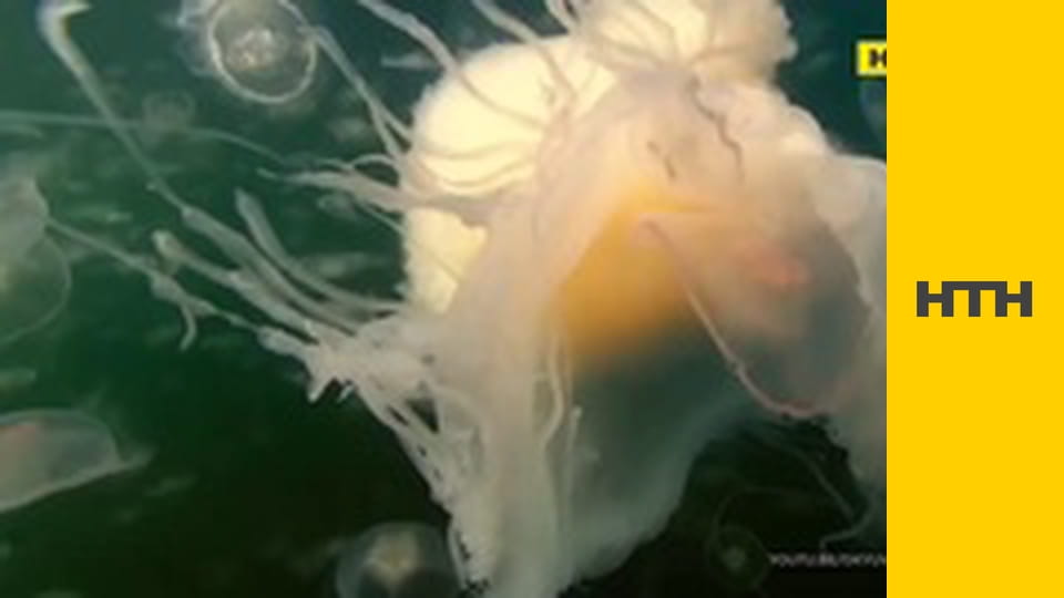 "Случайный свидетель".