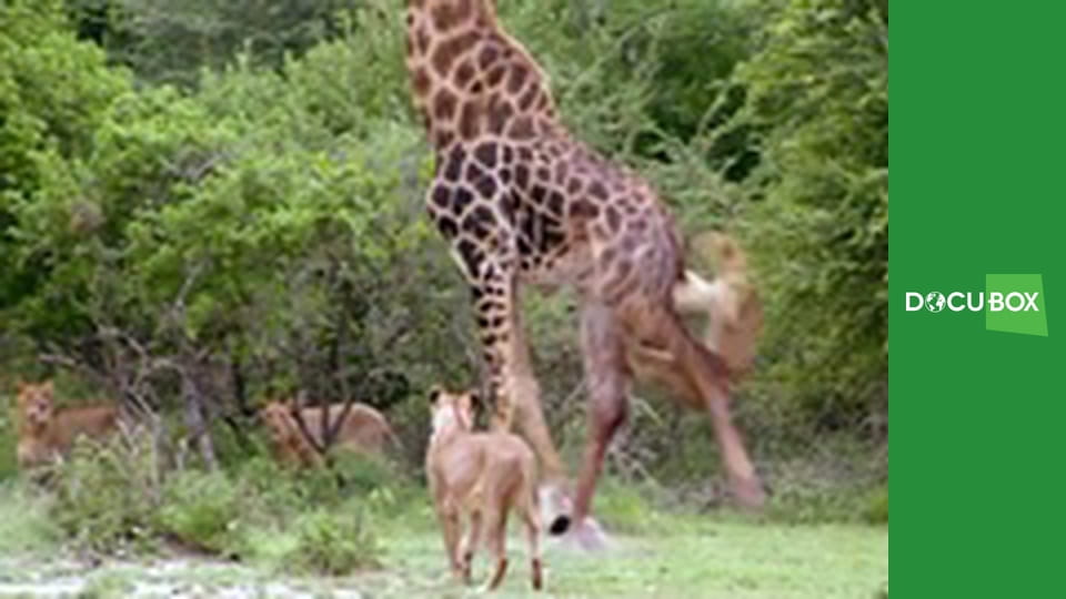 Wyścig o życie S1E4 - Roślinożercy