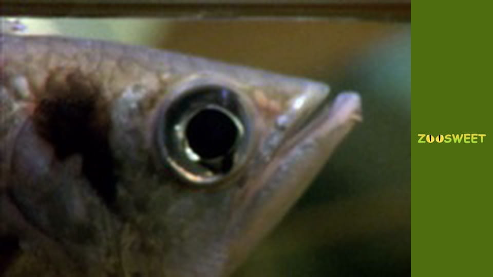 Wild Animals - episode 12