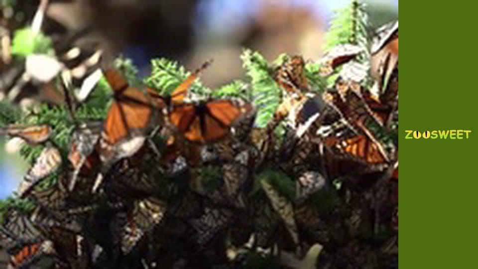 Моі улюбленці - серія 11