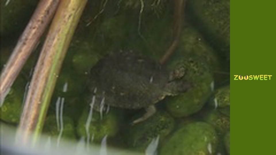 Дикие животные Сан-Диего - серия 15