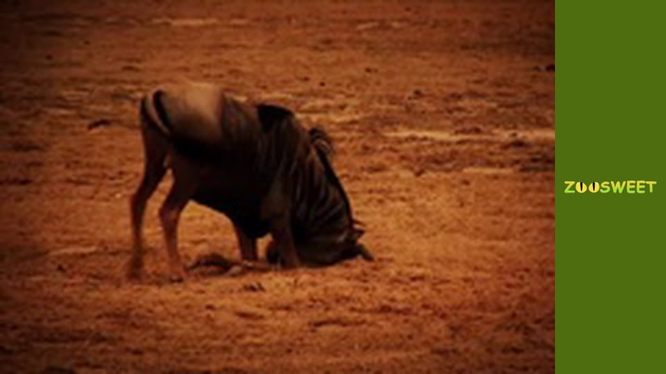 Спільноти тварин, Сезон 1, Випуск 1