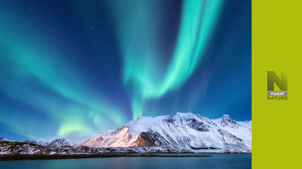 Дика зима S1E2 - Хижацтво