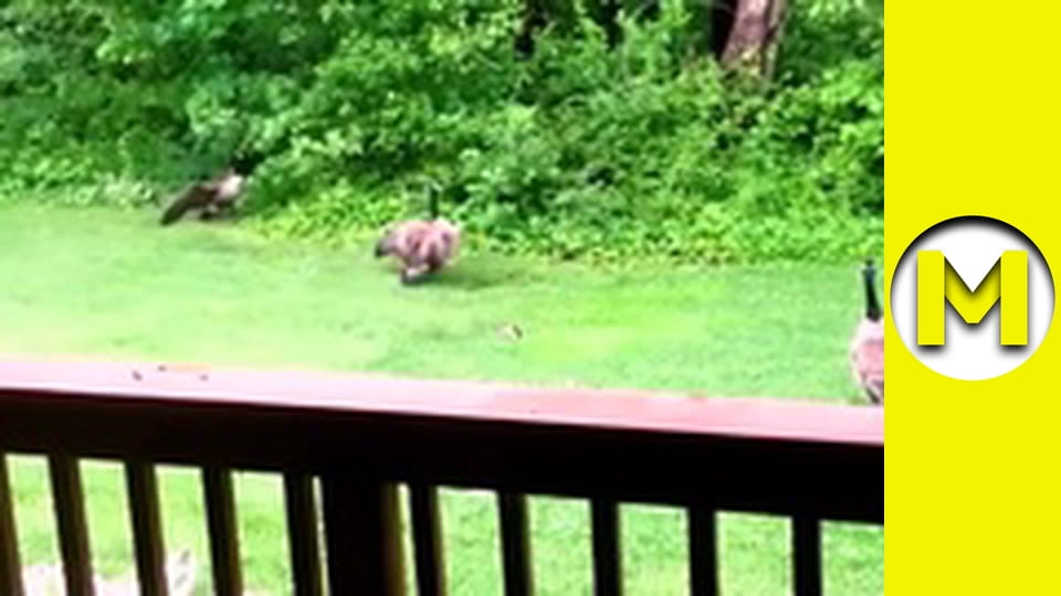 Max TV - сезон 1 - серія 163