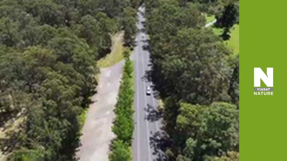 Австралійські змієлови - Вторгнення в курник