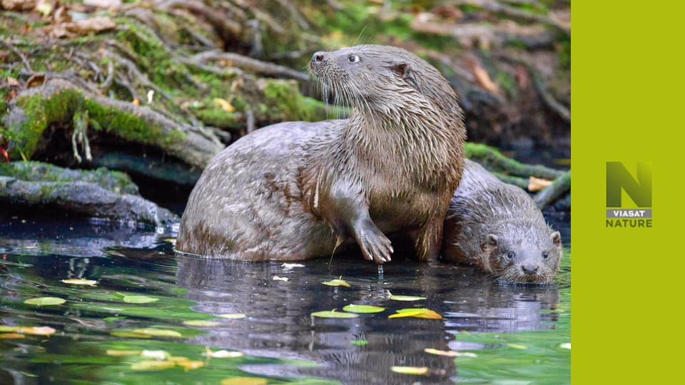 Дикий схід Польщі