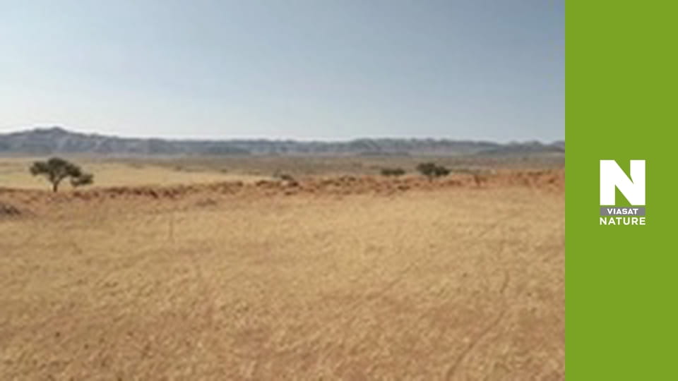 Спекотне життя: Африка - Каракаль, палаючий кущ