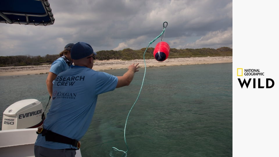 Акулы-каннибалы