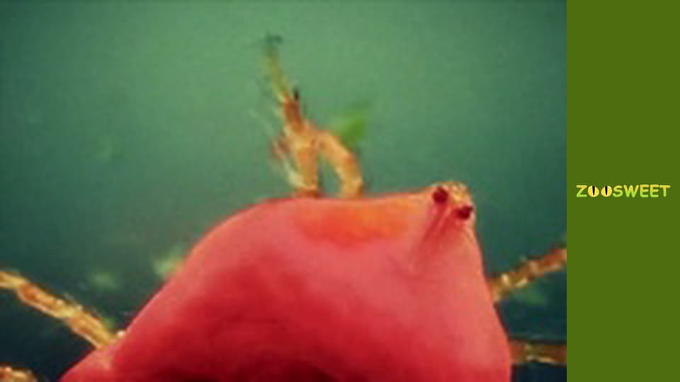 Дике життя, Сезон 1, Випуск 6