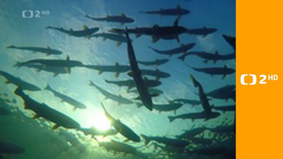 Strategie rozmnožování v přírodě E1