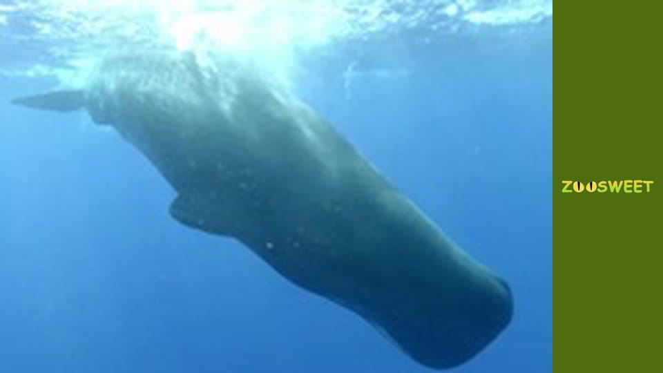 Let's go Wild, Episode 3