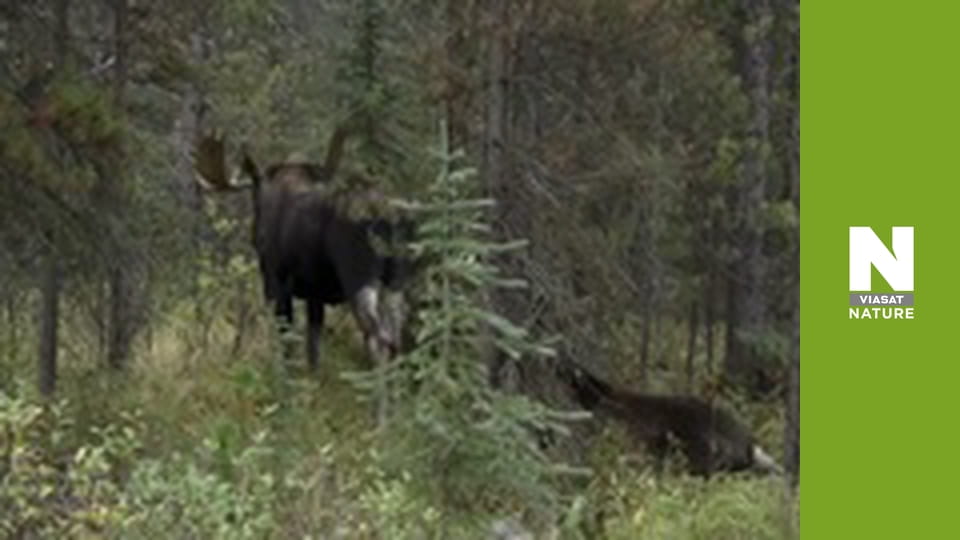 Дика Канада - Зима