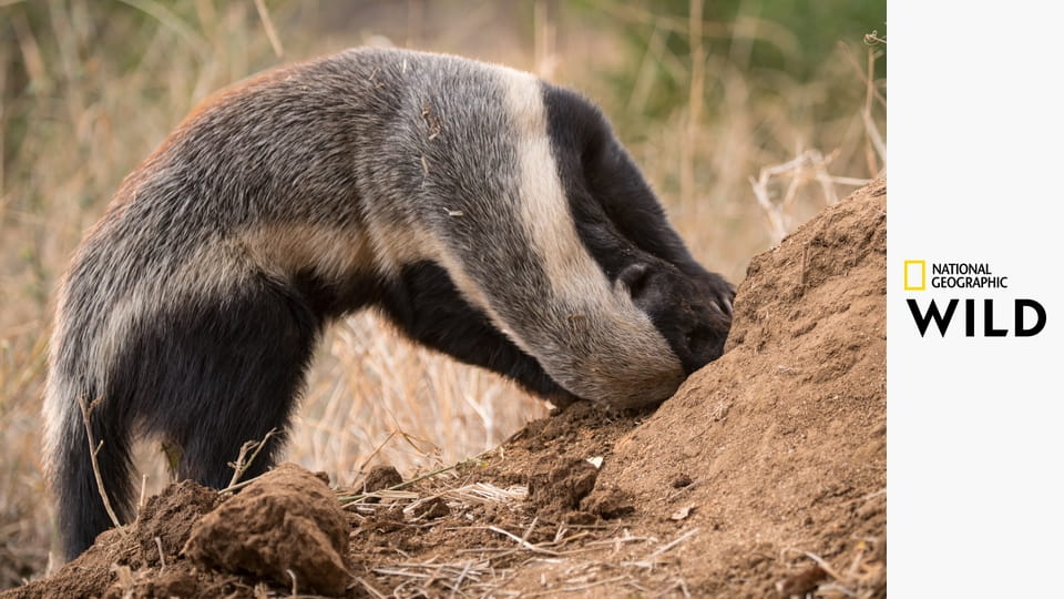 Невероятный медовый барсук
