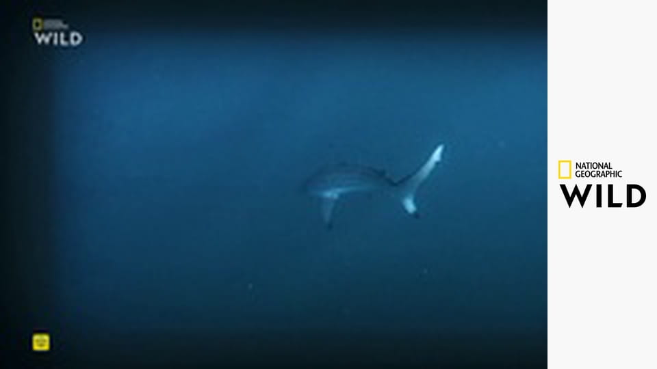 Žralok versus predátor