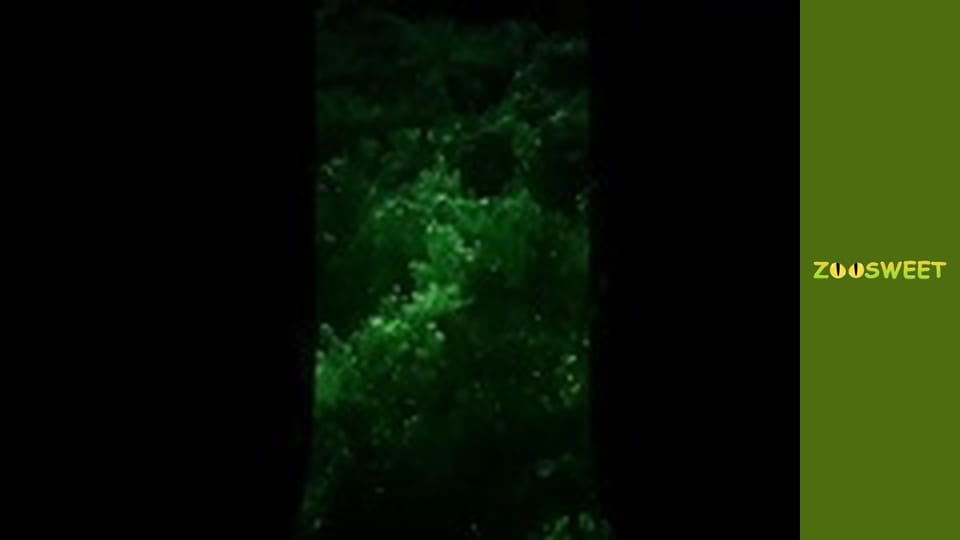 Animal communities, Season 1, Episode 2