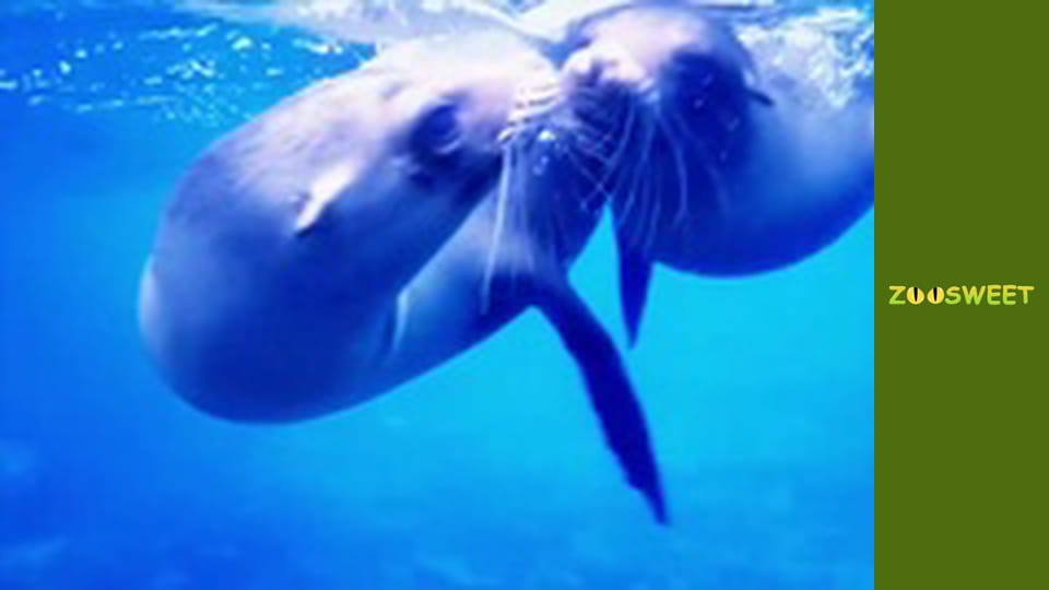 Спільноти тварин, Сезон 1, Випуск 2