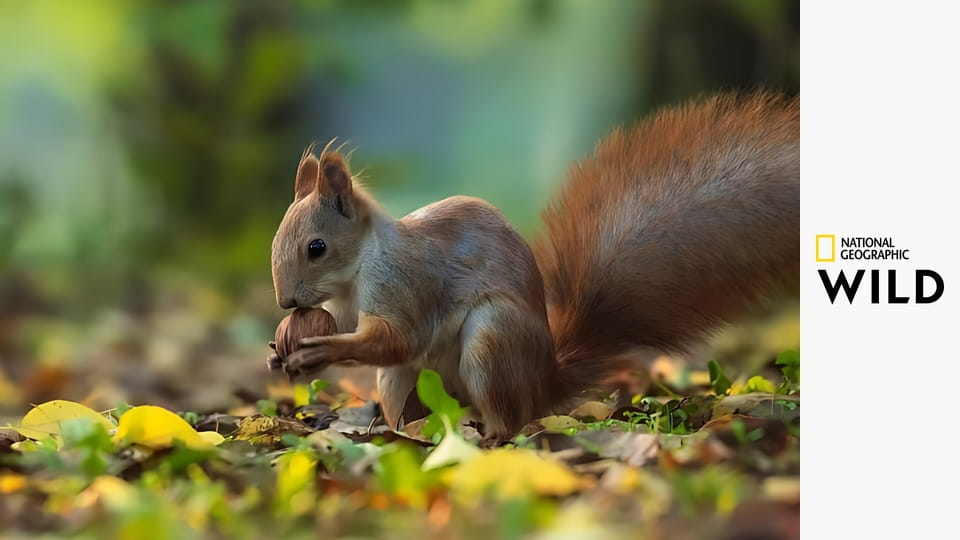 Великие дикие земли Европы S1E3