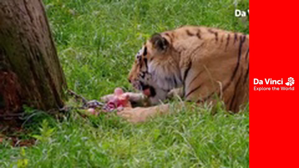 Do You Know? - Maddie The Zoo and You - Why do We Eat?