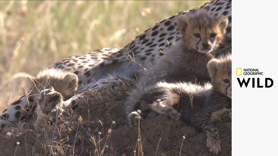 Рожденные в Африке S1E1 - Школа выживания
