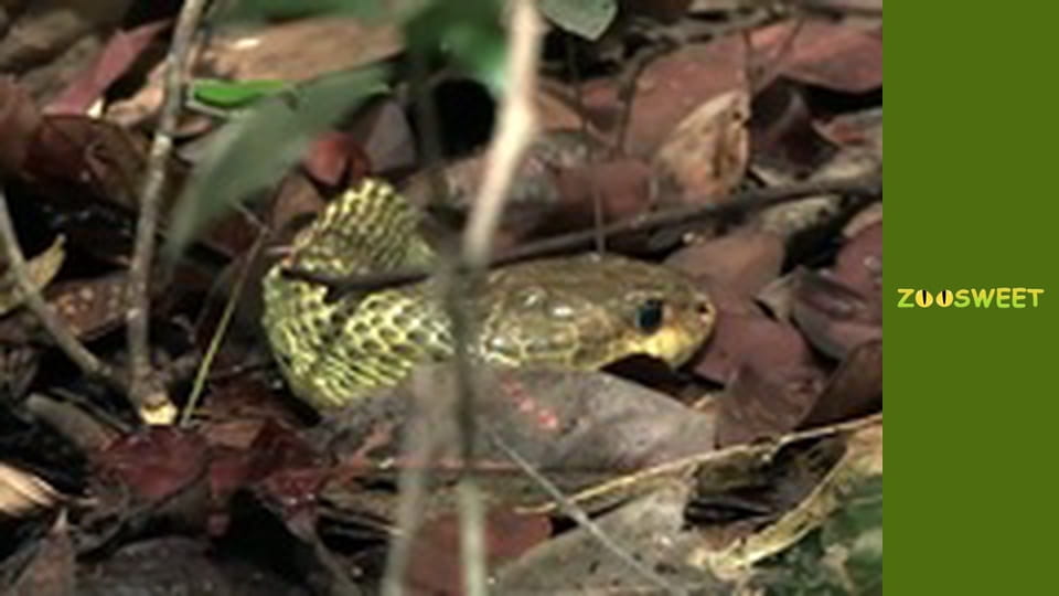 Fishing Expedition Amazonia Season 2 Episode 5