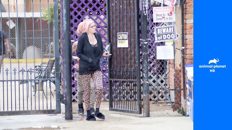 На свободу с питбулем S10E12 - Любовь с первого взгляда